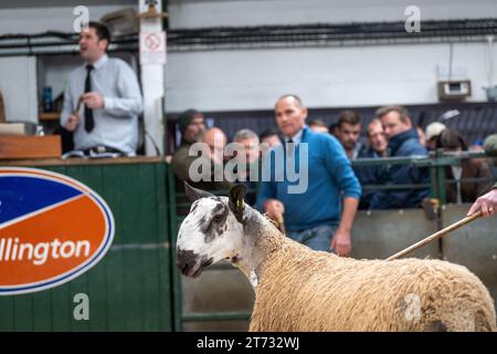 Gli agricoltori che vendevano arieti e la vendita di Leicester a The Blue Faced presso la Hawes Auction mart nel North Yorkshire, Regno Unito. Foto Stock