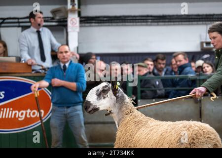 Gli agricoltori che vendevano arieti e la vendita di Leicester a The Blue Faced presso la Hawes Auction mart nel North Yorkshire, Regno Unito. Foto Stock