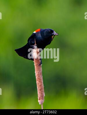 Vista frontale ravvicinata di Red-Winged Blackbird, con una libellula nel becco con sfondo verde nell'ambiente e nell'habitat circostante. Foto Stock