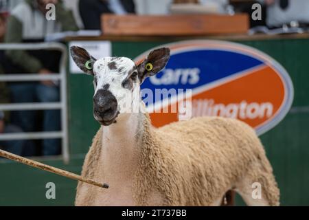 Gli agricoltori che vendevano arieti e la vendita di Leicester a The Blue Faced presso la Hawes Auction mart nel North Yorkshire, Regno Unito. Foto Stock