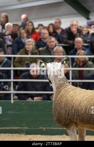 Gli agricoltori che vendevano arieti e la vendita di Leicester a The Blue Faced presso la Hawes Auction mart nel North Yorkshire, Regno Unito. Foto Stock