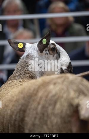 Gli agricoltori che vendevano arieti e la vendita di Leicester a The Blue Faced presso la Hawes Auction mart nel North Yorkshire, Regno Unito. Foto Stock