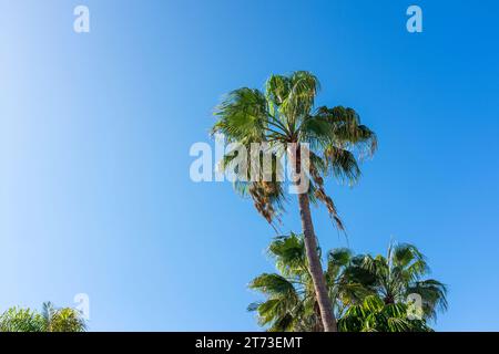 Alberi di Palma contro un profondo cielo blu Foto Stock