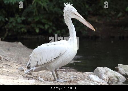 Il pellicano dalmata (Pelecanus crispus) è un membro massiccio della famiglia pelicana Foto Stock