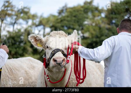 Mostra bestiame al Westmorland Show, Cumbria nel settembre 2023. Foto Stock