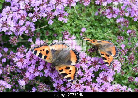 Due farfalle Tortoisehell Aglais urticae che si nutrono di Thymus in un giardino Foto Stock