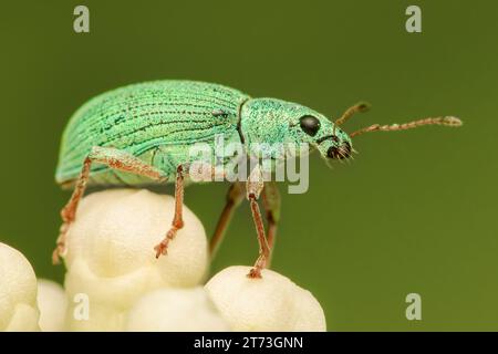 Primo piano su una foglia verde Weevil in cima ad alcuni fiori di hortensia con sfondo verde sfocato e spazio per copiare Foto Stock