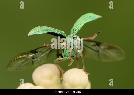 Green Leaf Weevil allarga le ali e legge per decollare su sfondo verde sfocato Foto Stock