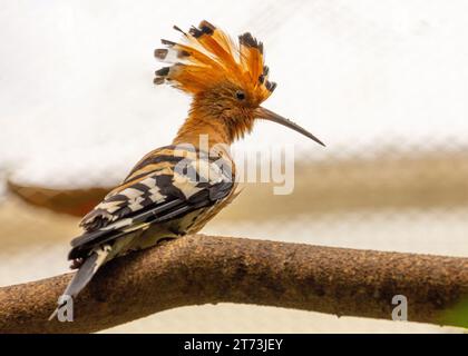 Il colorato epop di Upupa, noto per la sua caratteristica corona di piume, è un uccello impressionante che si trova in Europa, Asia e Africa. Scopri la sua bellezza in Foto Stock