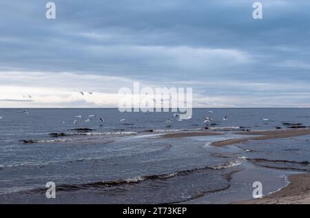 I gabbiani sorvolano il mare Foto Stock