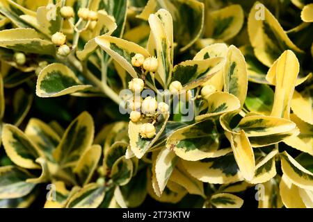 Il mandrino giapponese (Euonymus japonicus) è un arbusto originario del Giappone, della Corea e della Cina. Questo esemplare è una varietà ornamentale. Foto Stock
