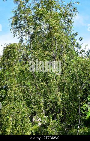 Mayten (Maytenus boaria) è un albero sempreverde originario del Sud America. Foto Stock