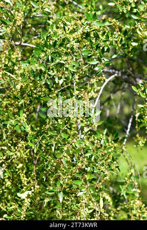 Mayten (Maytenus boaria) è un albero sempreverde originario del Sud America. Dettagli fiori e foglie. Foto Stock