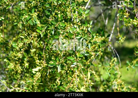 Mayten (Maytenus boaria) è un albero sempreverde originario del Sud America. Dettagli fiori e foglie. Foto Stock