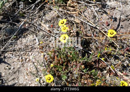 La rosa rocciosa annuale (Tuberaria guttata o Helianthemum guttatum) è una pianta annuale originaria dell'Europa centrale e meridionale e dell'Africa settentrionale. Questa foto Foto Stock