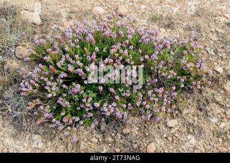 La brughiera della Cornovaglia (Erica vagans) è un subarbusto originario dell'Europa occidentale. Questa foto è stata scattata a Burgos, Castilla y Leon, Spagna. Foto Stock