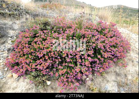 La brughiera della Cornovaglia (Erica vagans) è un subarbusto originario dell'Europa occidentale. Questa foto è stata scattata a Burgos, Castilla y Leon, Spagna. Foto Stock