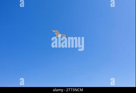 Gabbiano che vola sullo sfondo blu del cielo. Foto Stock
