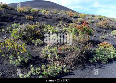 Arrebol (Echium brevirame), vinagrera (Rumex lunaria) e verode (Kleinia neriifolia). Questa foto è stata scattata a Fuencaliente, la Palma, nelle Isole Canarie, Foto Stock