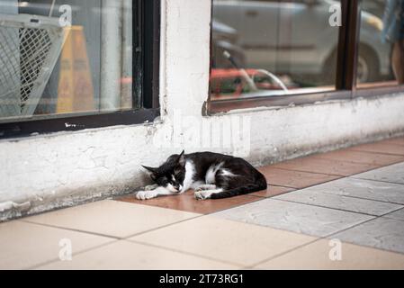 Gatto selvatico randagio in Indonesia. Animale da pelliccia bianco e arancione color zenzero. Kucing hitam tiduran di lantai. Foto Stock