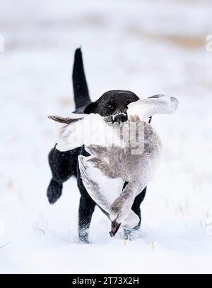 Un Black labrador Retriever con un'oca di neve Foto Stock