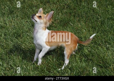 Chihuahua dai capelli lunghi che giocano sull'erba in un parco Foto Stock