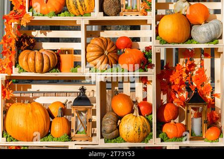 le zucche di varie varietà si trovano su un rack. festival delle zucche. Zucca di Halloween. Foto di alta qualità Foto Stock