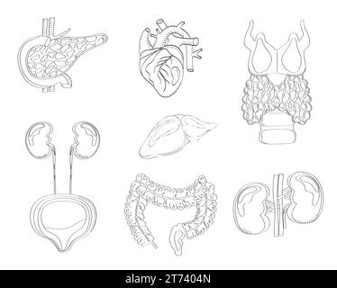 Vettore degli organi interni umani in stile doodle. Pancreas, cuore, intestino, tiroide sono isolati su sfondo bianco in stile schizzo. Illustrazione Vettoriale