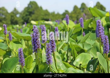 Erbacce di sottaceto viola Foto Stock