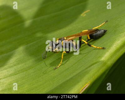 Primo piano di una vespa con zampe gialle (Sceliphron caementarium) che pulisce il viso appoggiandosi su una grande foglia verde Foto Stock