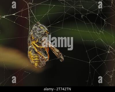 Cadavere di una vespa tedesca (Vespula germanica) che è stata catturata nella ragnatela di un ragno tessitore (Araneus diadematus) Foto Stock