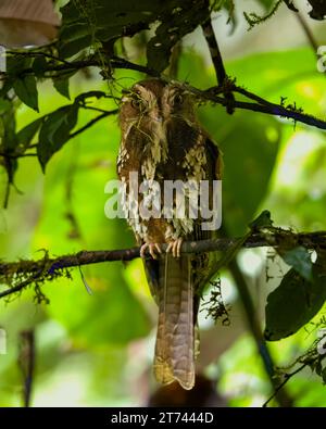 Feline owlet-nightjar o insegne di Aegotheles osservate nei Monti Arfak nella Papua Occidentale, Indonesia Foto Stock