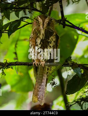 Feline owlet-nightjar o insegne di Aegotheles osservate nei Monti Arfak nella Papua Occidentale, Indonesia Foto Stock