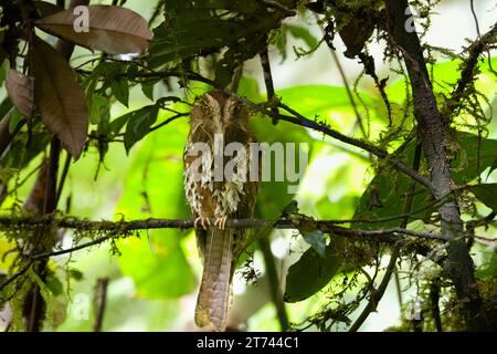 Feline owlet-nightjar o insegne di Aegotheles osservate nei Monti Arfak nella Papua Occidentale, Indonesia Foto Stock