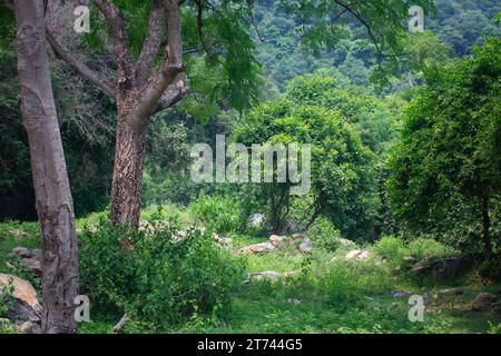 Area forestale di riserva lungo il tragitto per le cascate di Aanaivaari Muttal situate nelle colline Kalvarayan vicino ad Attur, il distretto di Salem, India. Foto Stock