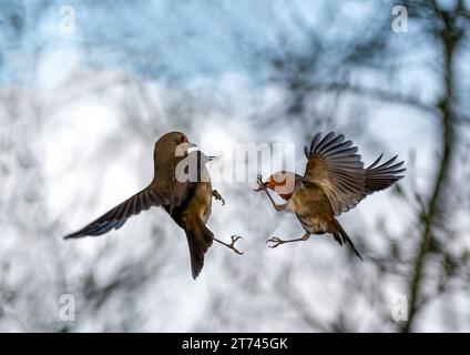 Lotta Robins Foto Stock