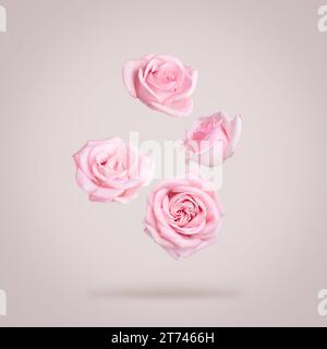 Bellissime rose rosa che cadono su uno sfondo beige polveroso Foto Stock