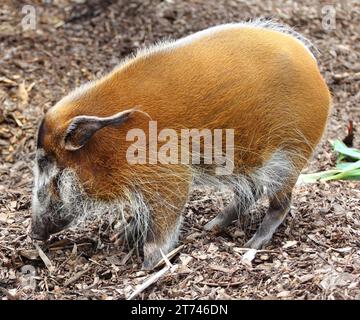 Un orecchio maschio a spazzola o un porco di fiume, (Potamochoerus porcus) Foto Stock