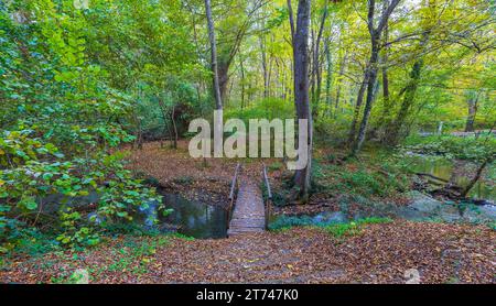 Ponte di legno su un fiume nella foresta Foto Stock