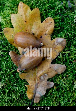 Clima stagionale, una giornata autunnale, Motala, Svezia. Foto Stock