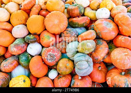 Dallas, Stati Uniti - 7 novembre 2023: Pumkins colorati e maturi allestiti presso il Farmers Market di Dallas, Stati Uniti Foto Stock