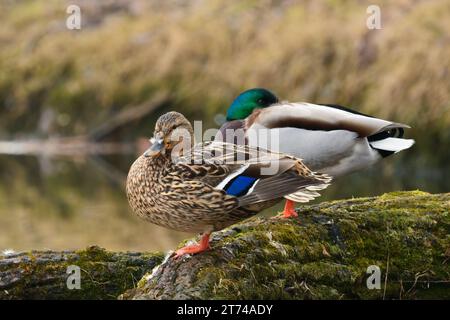 Anatre Mallard Anas platyrhynchos sedute su un tronco d'albero. Maschio, drake dorme con il becco nelle sue piume. Pond Trencin, Slovacchia Foto Stock