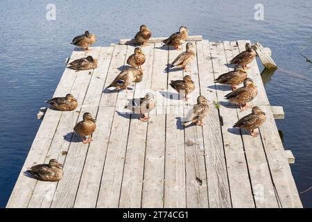 Anatre su un ponte di legno sul fiume Foto Stock