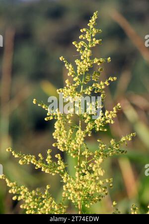 Il legname d'erba (Artemisia annua) cresce in natura Foto Stock