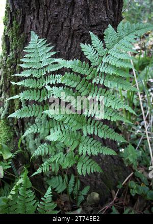 La felce Athyrium filix-femina cresce in natura Foto Stock