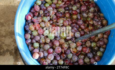 un contenitore di plastica blu riempito con uva matura multicolore con un tubo di metallo per mescolare da vicino oggetti per la casa per preparare il vino d'uva a casa Foto Stock