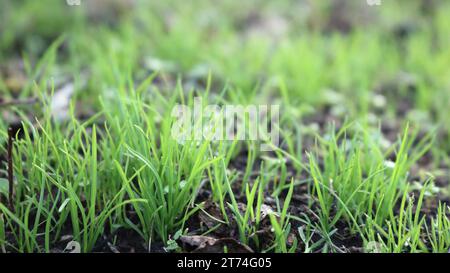 erba giovane fresca che germoglia attraverso terreni scuri, piccoli germogli verdi in primo piano per una consistenza naturale sfociata, lame di erba lucida e delicata Foto Stock