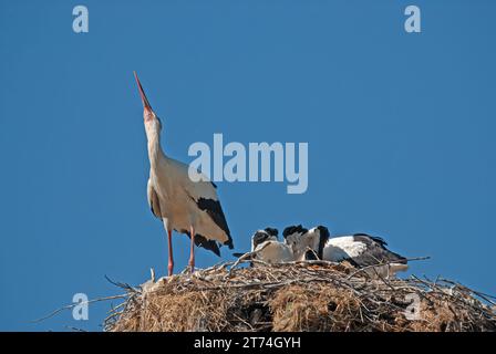 Cicogna bianca (Ciconia ciconia) che dà da mangiare ai suoi piccoli nel nido. Foto Stock