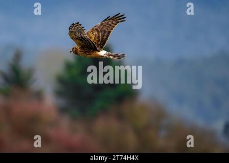 Una maestosa aquila calva si libra con grazia nell'aria, scansionando il paesaggio lussureggiante sottostante alla ricerca di potenziali prede Foto Stock