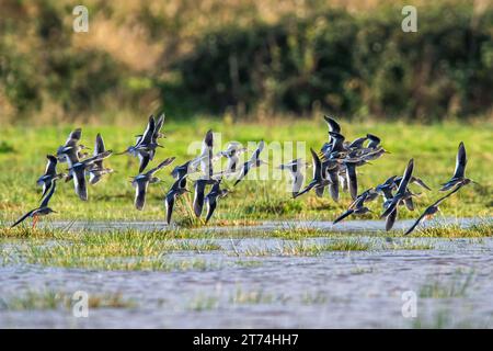 Redshank, Tringa totanus, uccelli in volo sopra le paludi Foto Stock